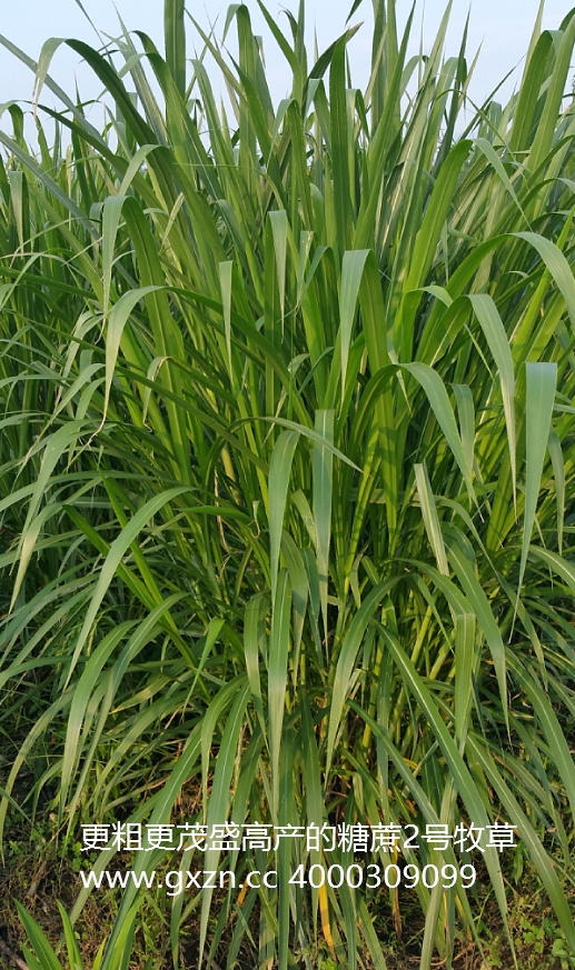 糖蔗2号牧草，2020年高产、综合应用等更好的牧草新品种，高度最高超过6米，可谓是牧草中的战斗机