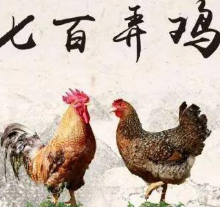七百弄鸡――一吃难忘的优质肉鸡品种，广西壮族自治区河池市大化县特产，全国农产品地理标志