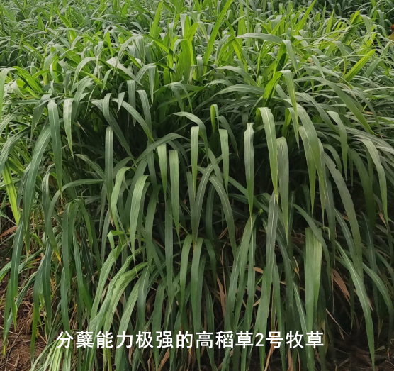 高稻2号.png