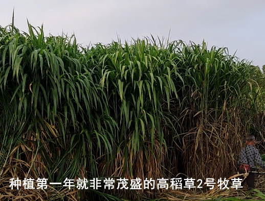 高稻2号1.png