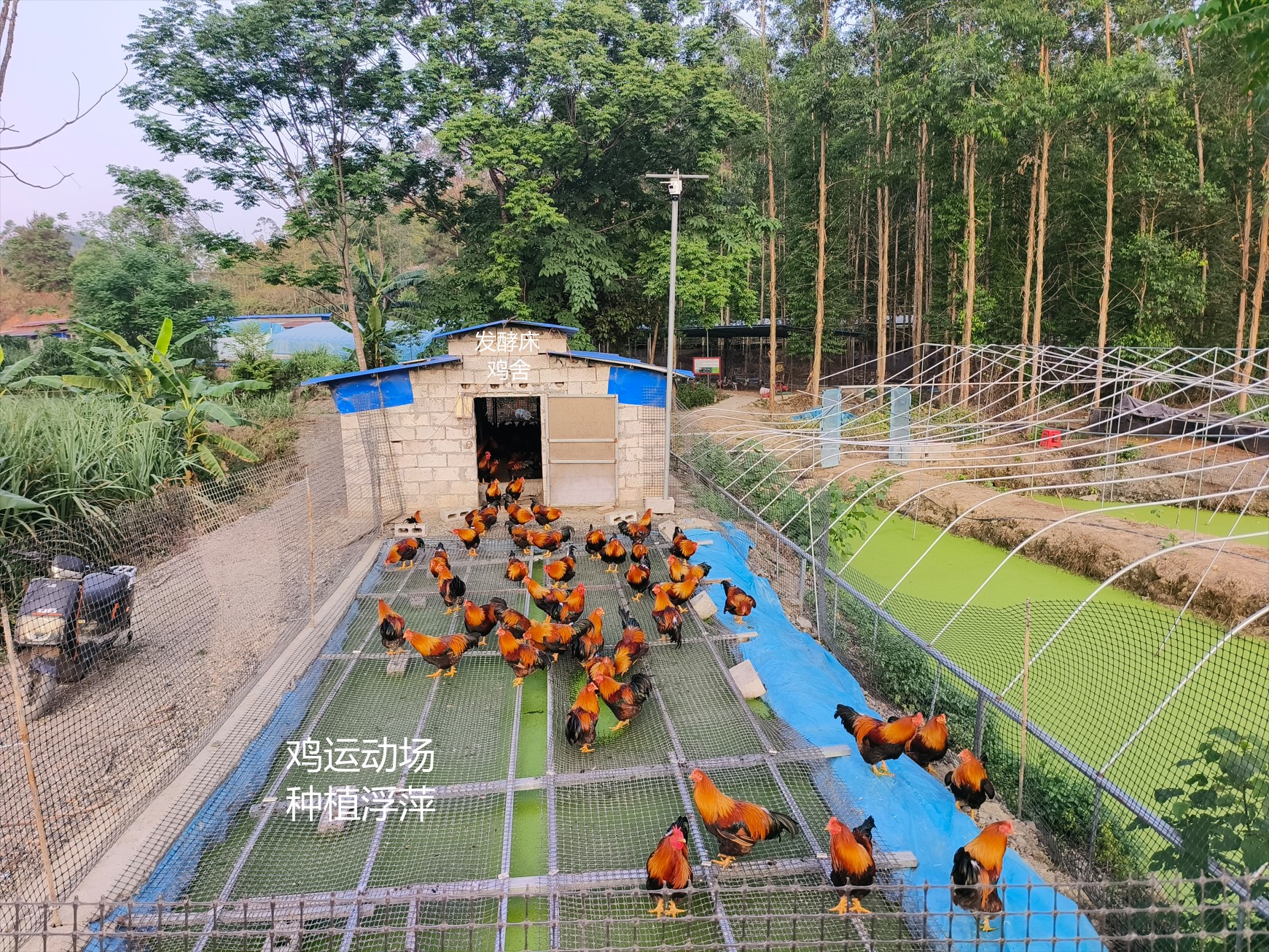 一种在鸡运动场耦合浮萍培养与节粮型低成本养殖的生态循环方法12.jpg