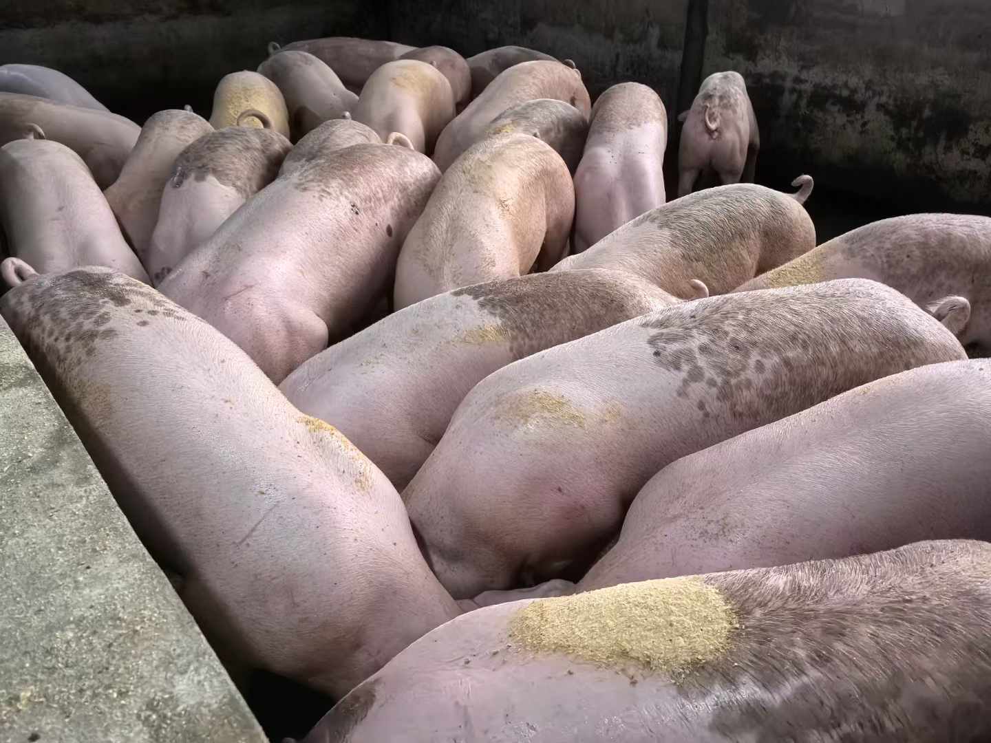 发酵饲料喂猪1.jpg
