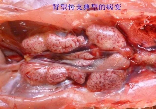 微信图片_20250929093732.jpg 微信图片_20250929093732.jpg