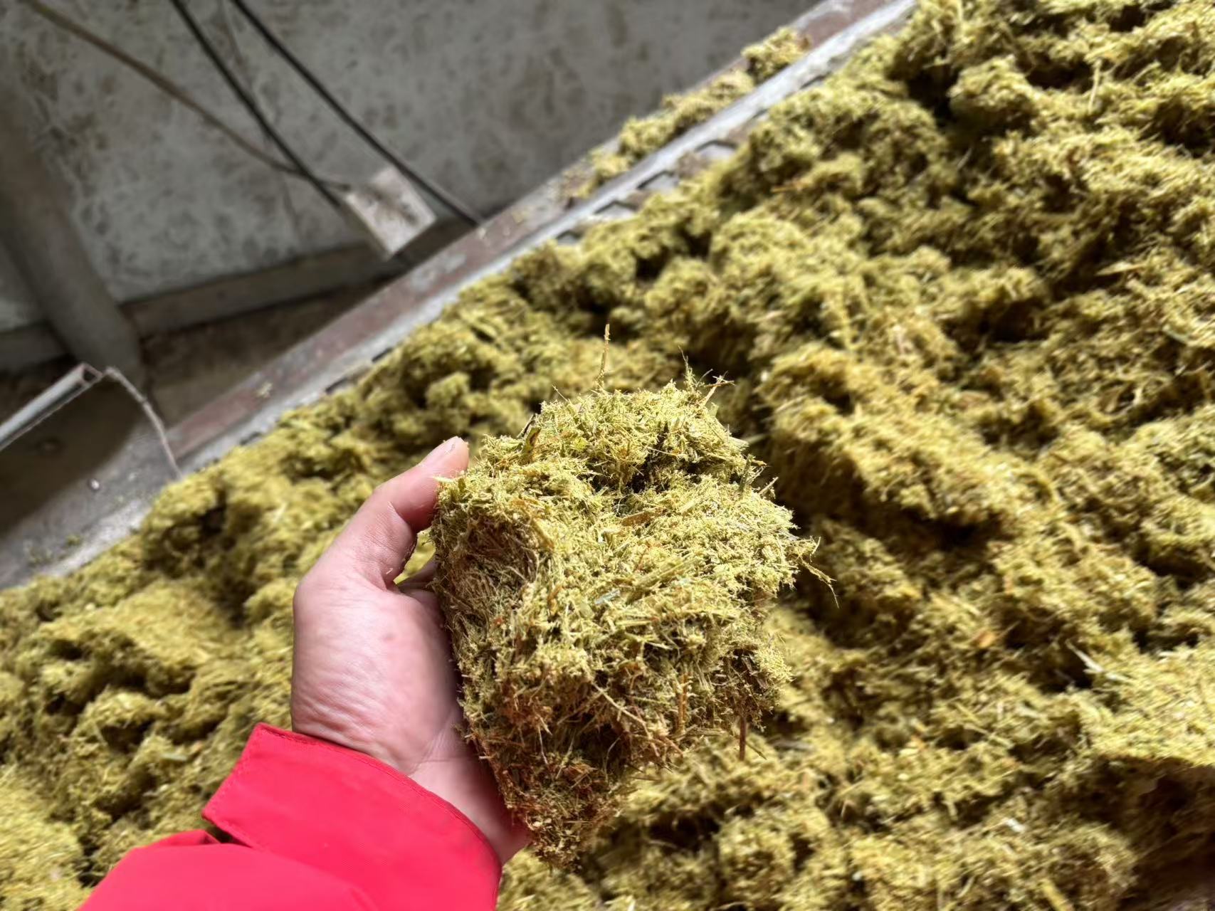 发酵牧草2.jpg 发酵牧草2.jpg