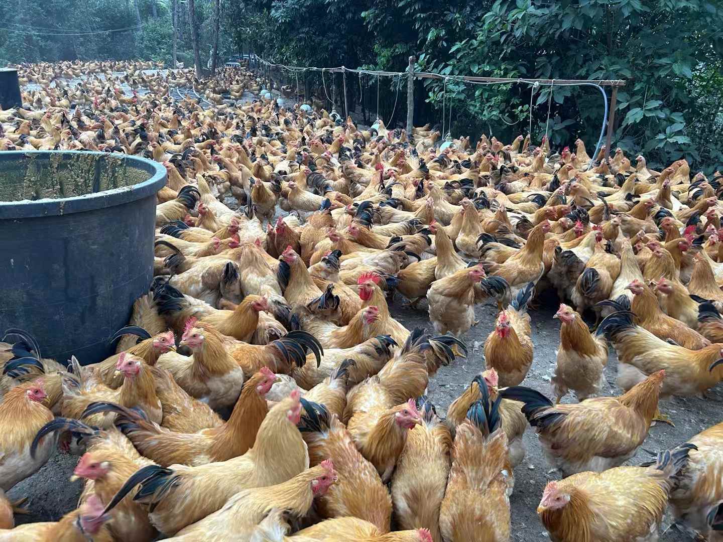 发酵饲料养鸡降本增效明显,鸡场不臭鸡病少鸡肉香1.jpg 发酵饲料养鸡降本增效明显,鸡场不臭鸡病少鸡肉香1.jpg