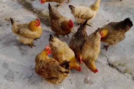 QQ图片20251229103956.png QQ图片20251229103956.png