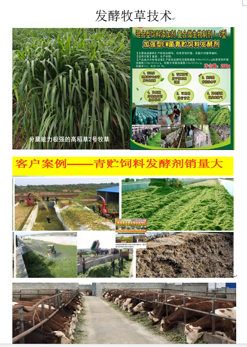 发酵草喂牛.jpg 发酵草喂牛.jpg