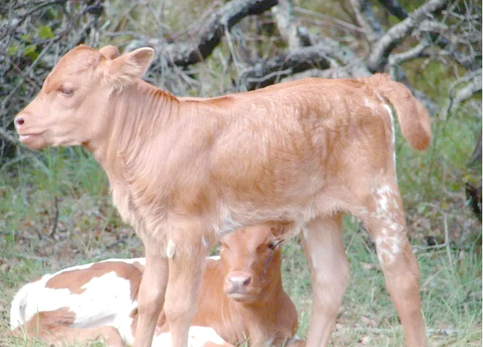 截图20260317091638.png 截图20260317091638.png