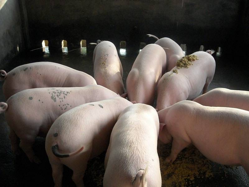 17419187524519575.jpg 17419187524519575.jpg