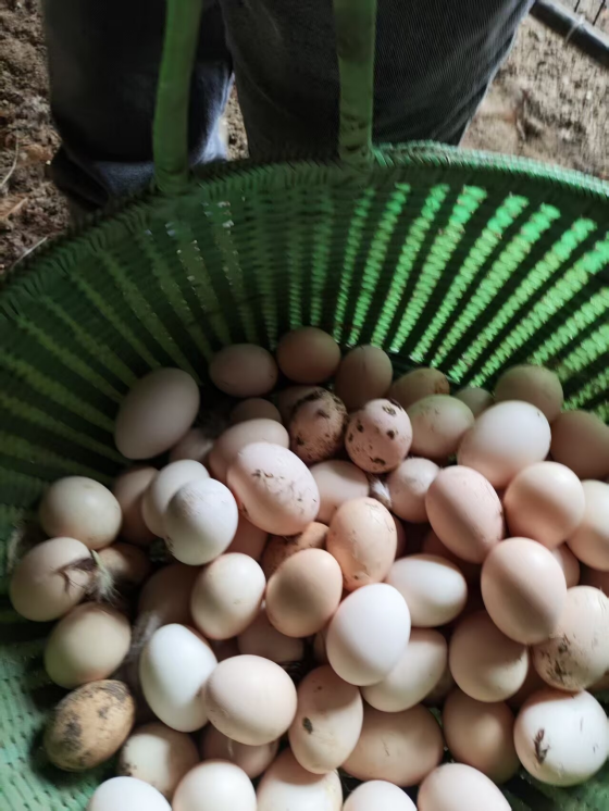 FB031C09164A2A3C1ED631134020BB92.png FB031C09164A2A3C1ED631134020BB92.png