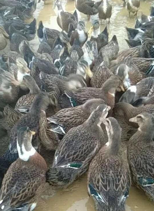 QQ图片20240615124023.png QQ图片20240615124023.png