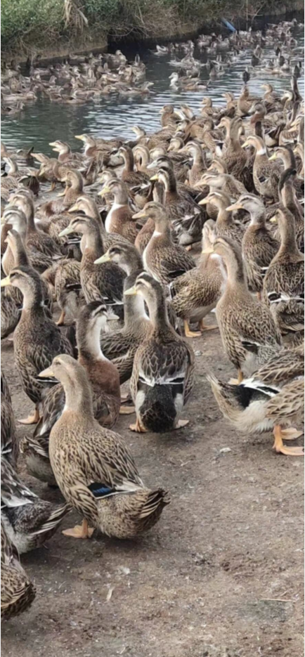 QQ图片20220923095939.png QQ图片20220923095939.png