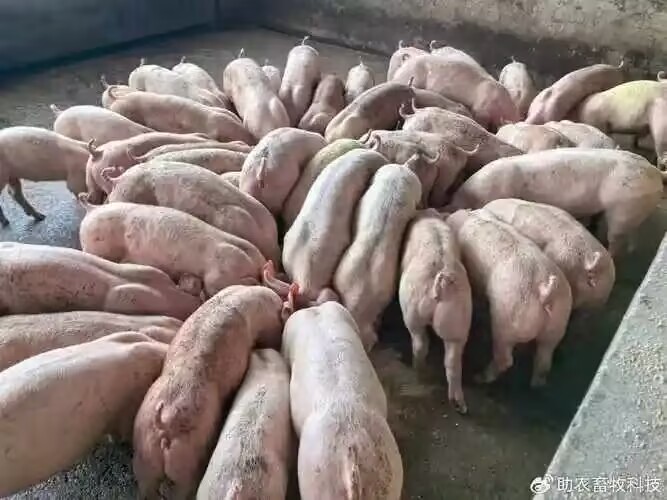 6cec2609ef710072c2f26bc74d155696.jpg 6cec2609ef710072c2f26bc74d155696.jpg