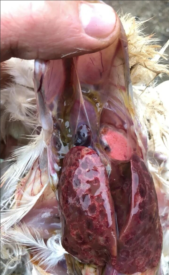 187e97ce-1632-4f6c-b6e0-8d22b899fe86.png 187e97ce-1632-4f6c-b6e0-8d22b899fe86.png