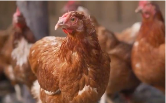 QQ图片20260408103043.png QQ图片20260408103043.png