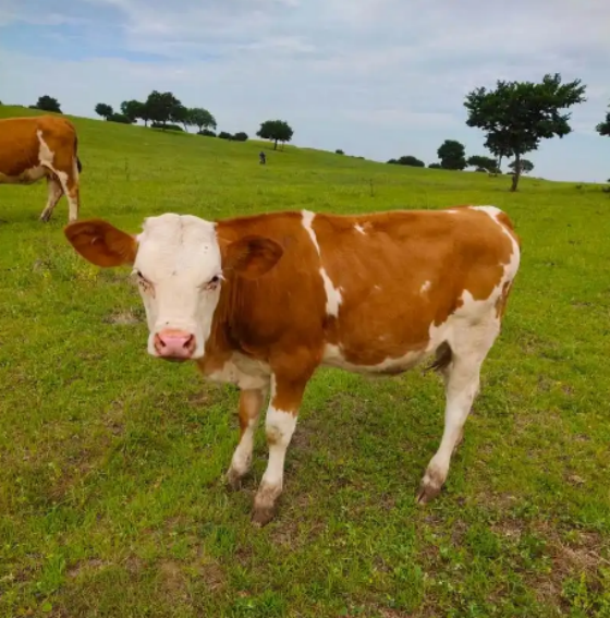 BA723E68009774D72627DDC102A29DE3.png BA723E68009774D72627DDC102A29DE3.png