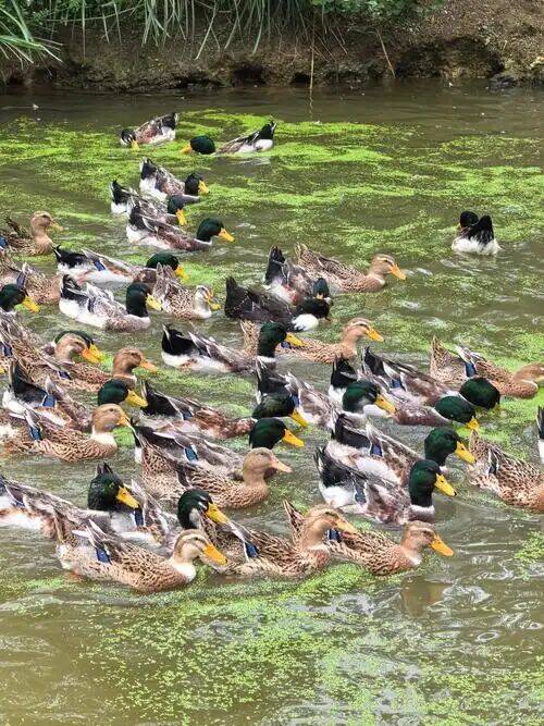 11a1b92bac31a077a2ea66e73809f575_720.jpg 11a1b92bac31a077a2ea66e73809f575_720.jpg