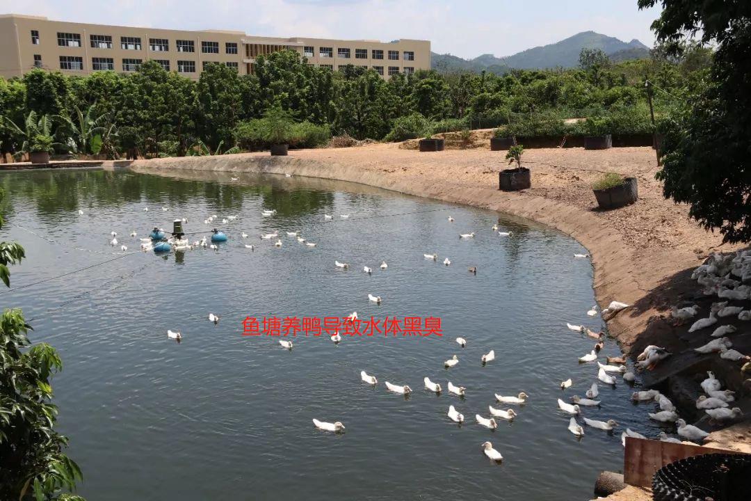 17240415912748853.jpg 17240415912748853.jpg