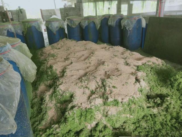 17289626716944532.jpg 17289626716944532.jpg