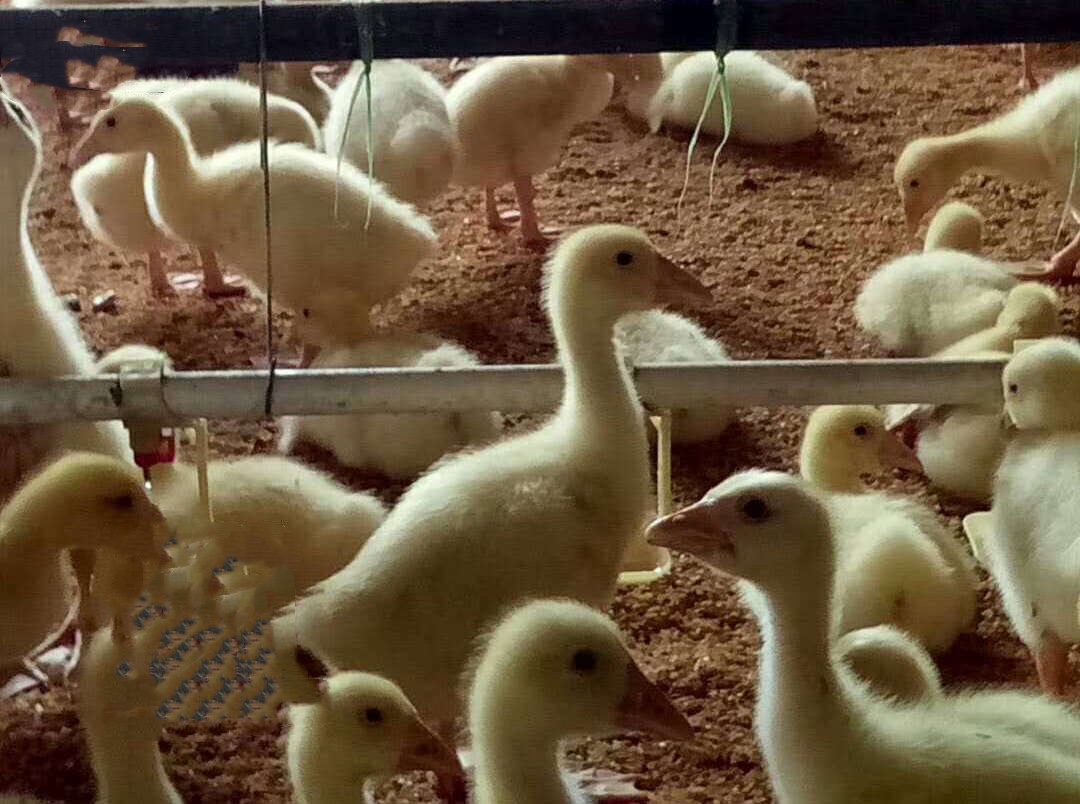 17407140833933591.jpg 17407140833933591.jpg