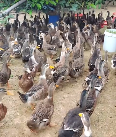 截图20260618091458.png 截图20260618091458.png