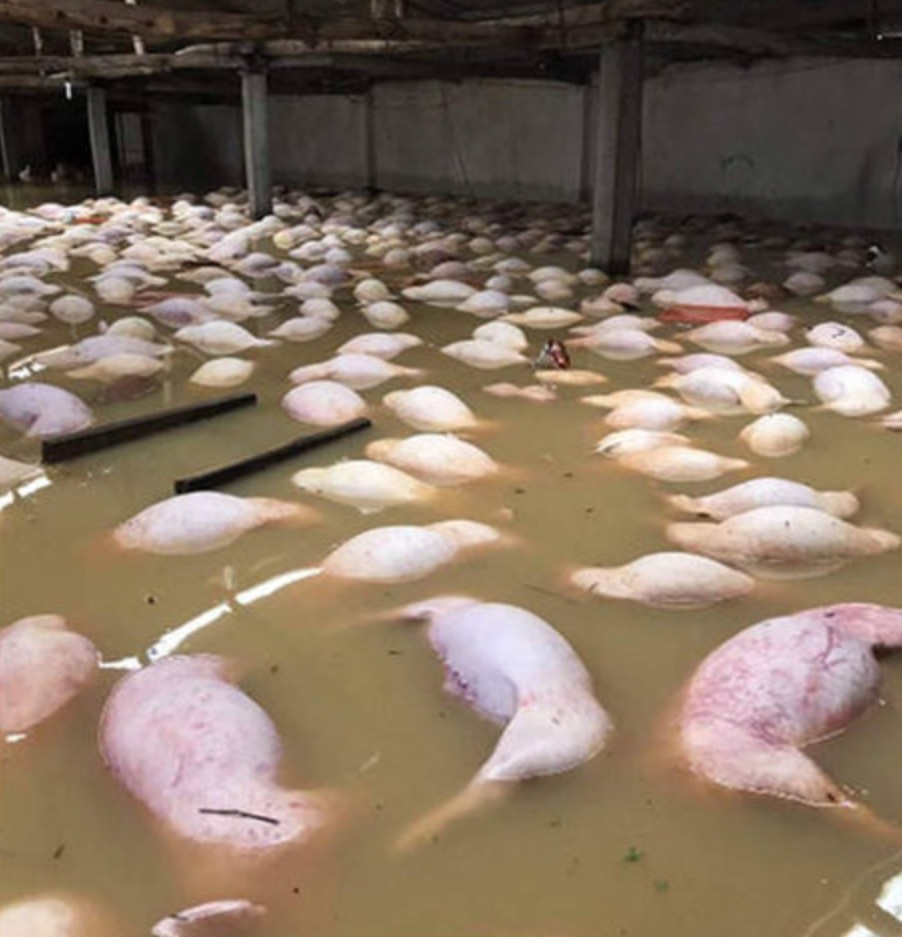 洪水死猪.jpg