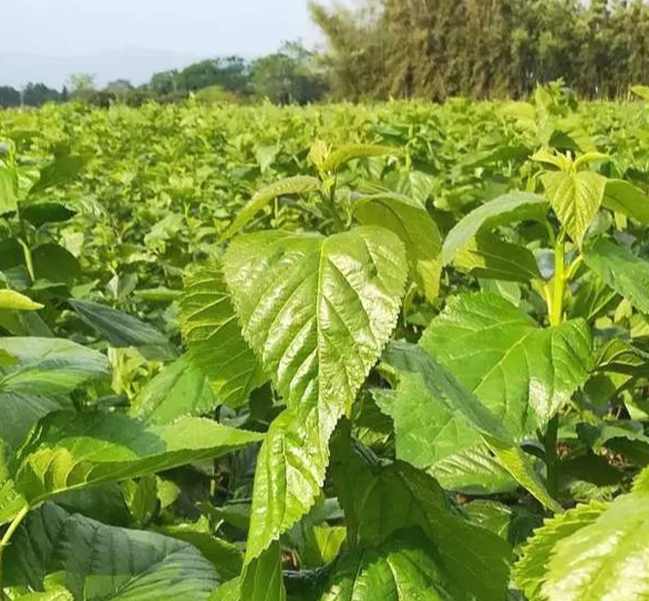 9fec9de110a4b3f38dd854e8689ab38c_1687616554106581.png