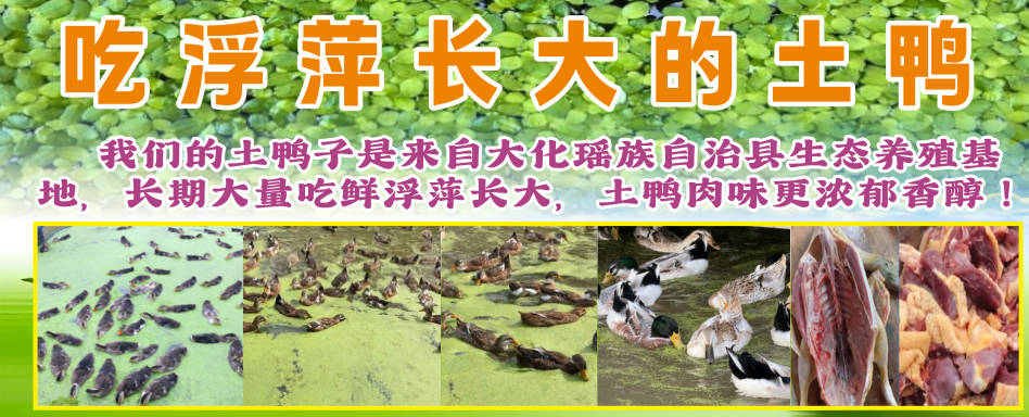 吃浮萍长大的鸭.jpg 吃浮萍长大的鸭.jpg