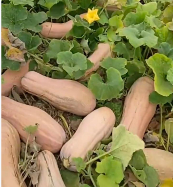 截图20261016091845.png 截图20261016091845.png